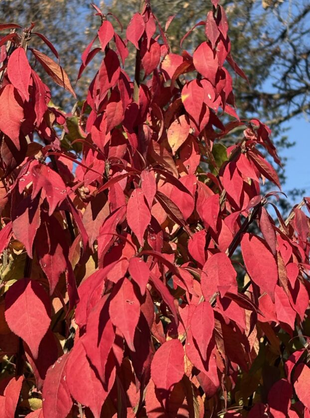 Find the right trees, fall colors persist